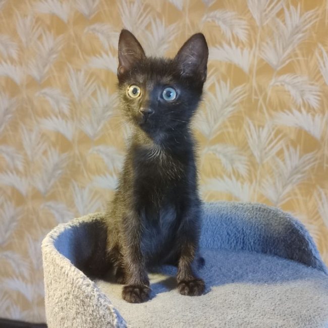 Figue - Chat Européen à adopter