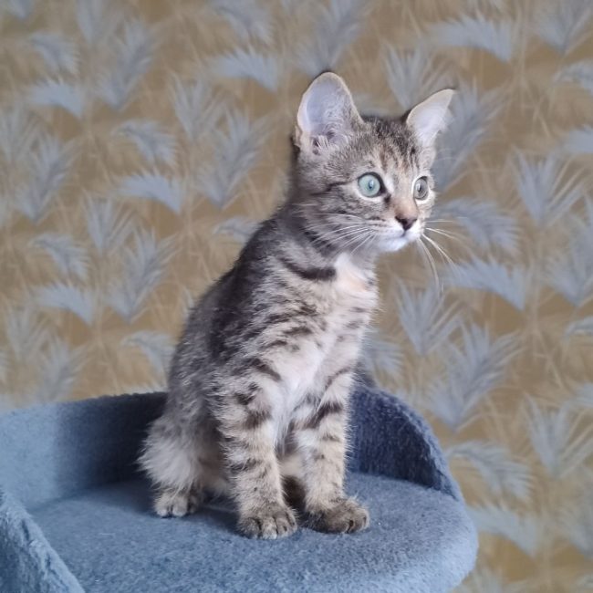 Prune réservé - Chat Européen à adopter