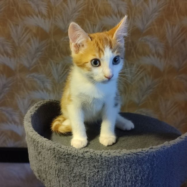 Carambole - Chat Européen à adopter