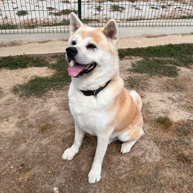Natsuo - Chien Akita Inu à adopter