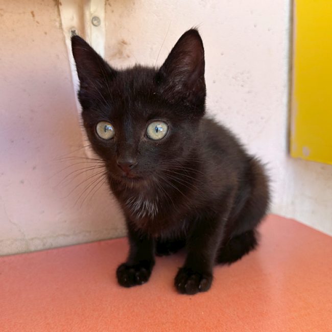 Nyx - Chat Européen à adopter