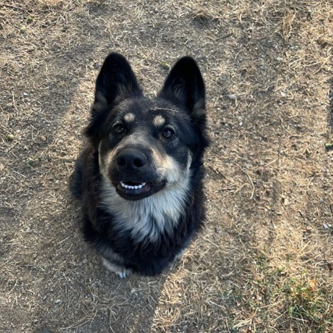 Isis - Chien à adopter