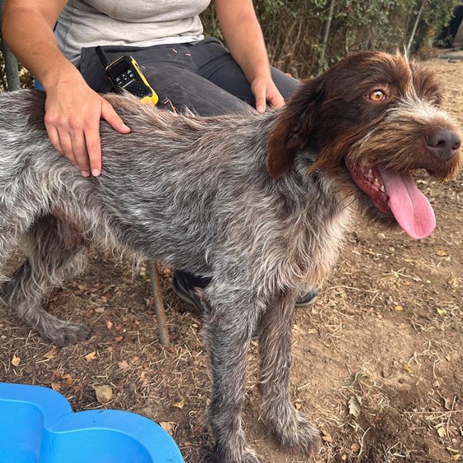 Pick-up - Chien à adopter