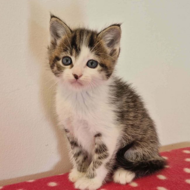 Oxford - Chat Européen à adopter