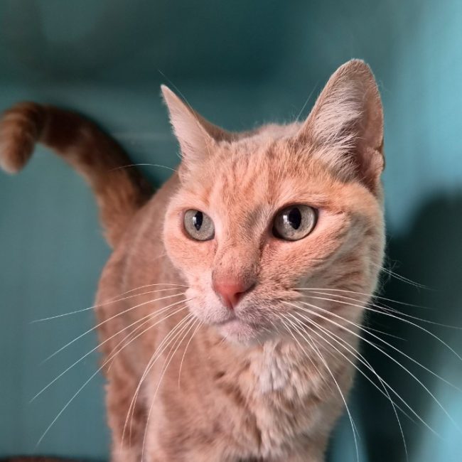 Josette - Chat Européen à adopter