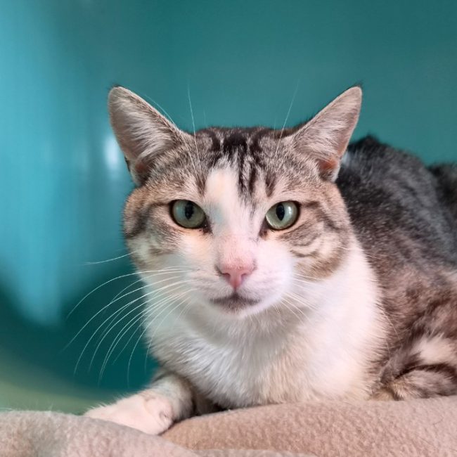 Adriel - Chat Européen à adopter