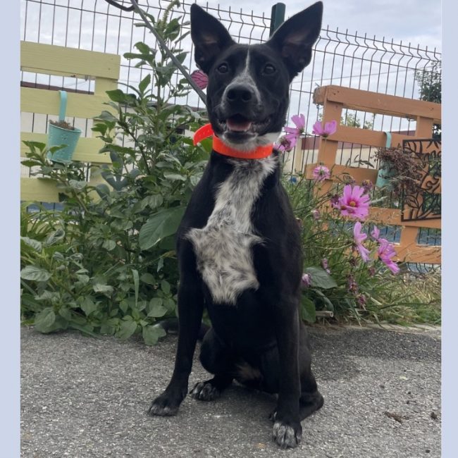 Jinx - Chien à adopter