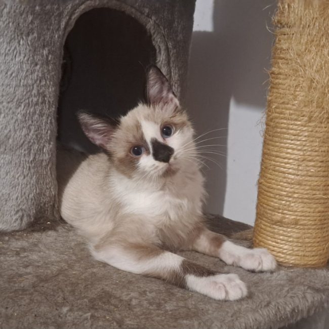 Asher - Chat Européen à adopter