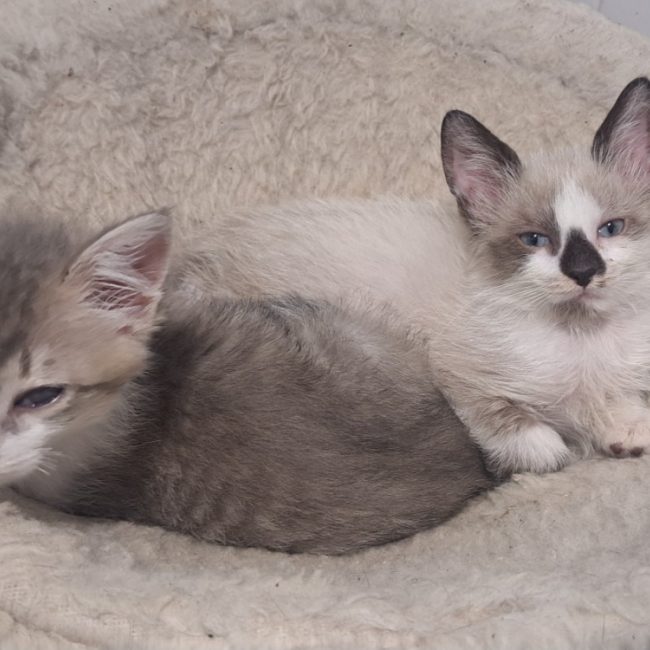 Heyat - Chat Européen à adopter