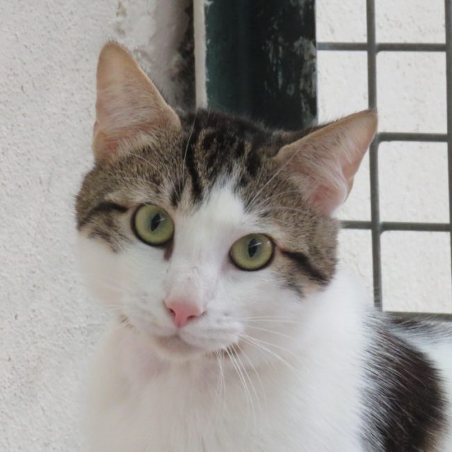 Jay - Chat Européen à adopter