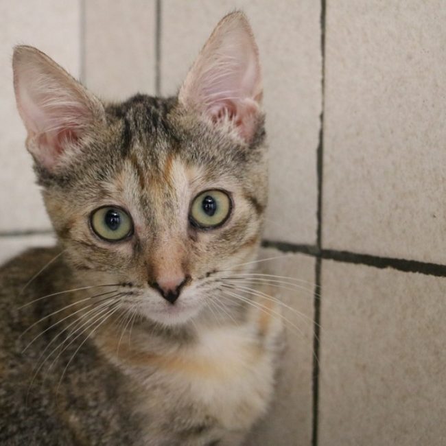 Eleonor - Chat Européen à adopter