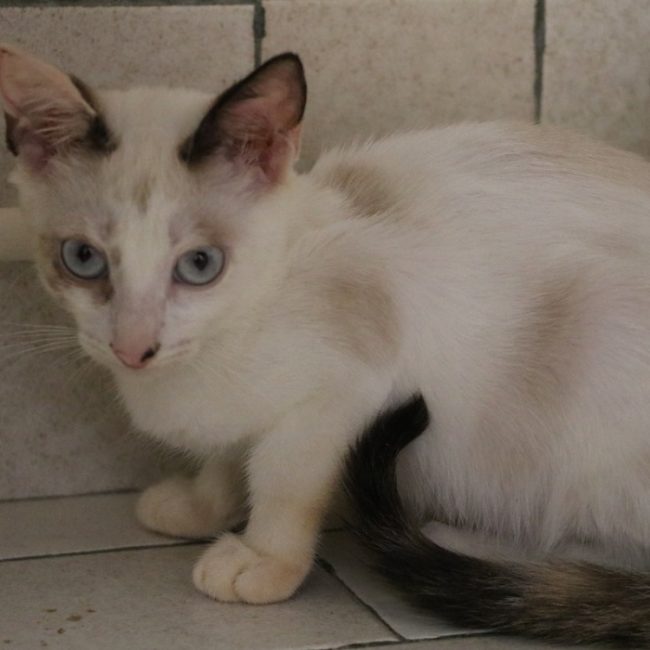 Emma - Chat Européen à adopter