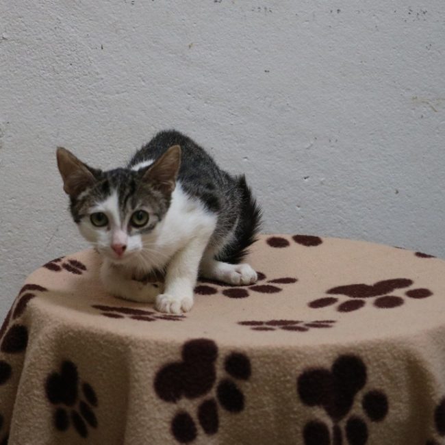 Eva - Chat Européen à adopter