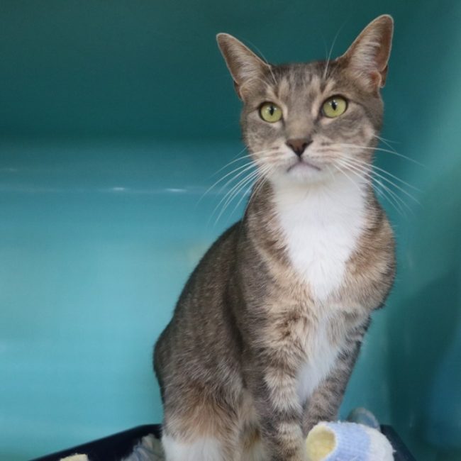 Martin - Chat Européen à adopter