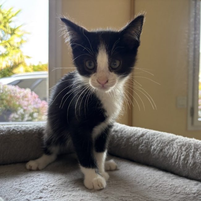 Figaro - Chat Européen à adopter