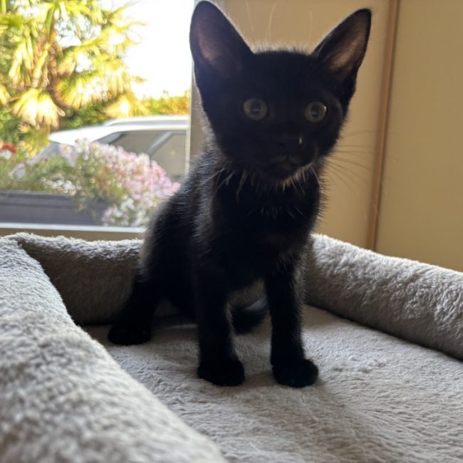Bianca - Chat Européen à adopter