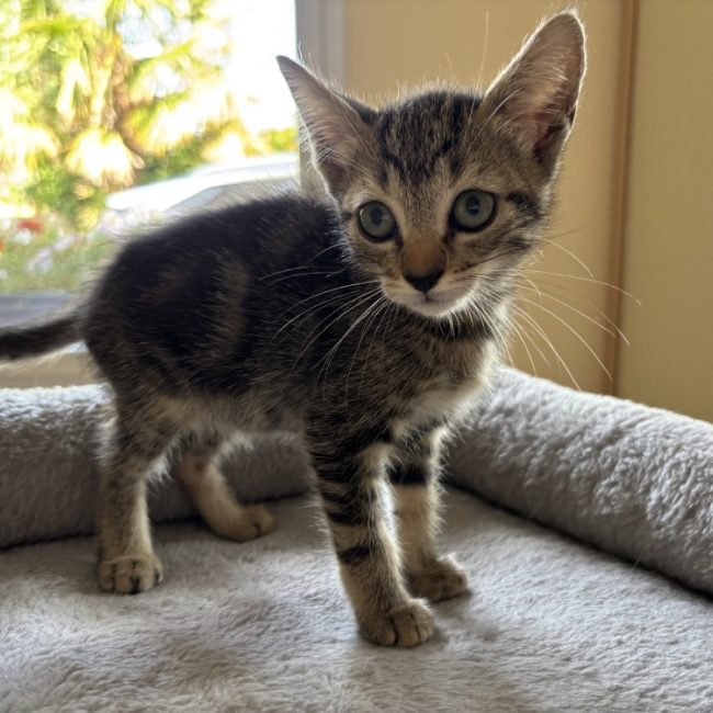 Berlioz - Chat Européen à adopter