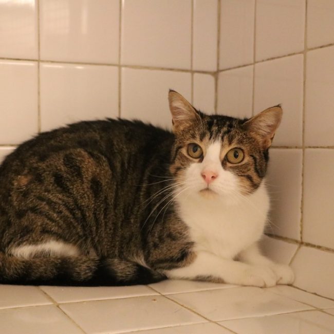 Ombrelle - Chat Européen à adopter