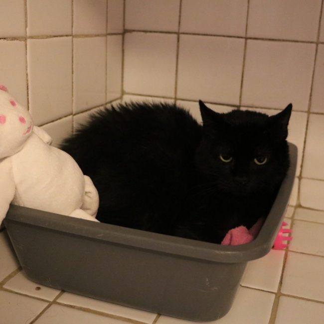 Monoi - Chat Européen à adopter