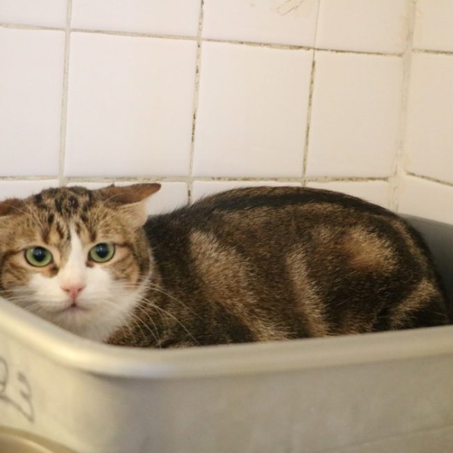 Tong - Chat Européen à adopter