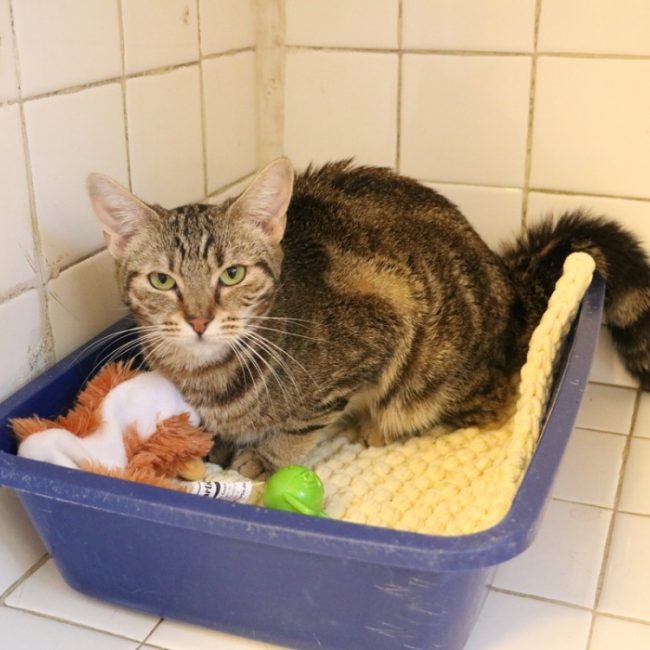 Summer - Chat Européen à adopter
