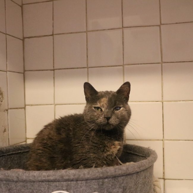 Bikini - Chat Européen à adopter