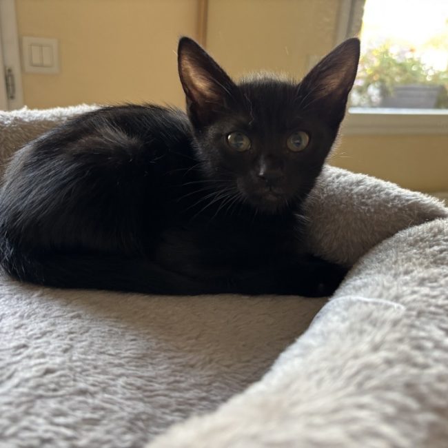 Lilo - Chat Européen à adopter