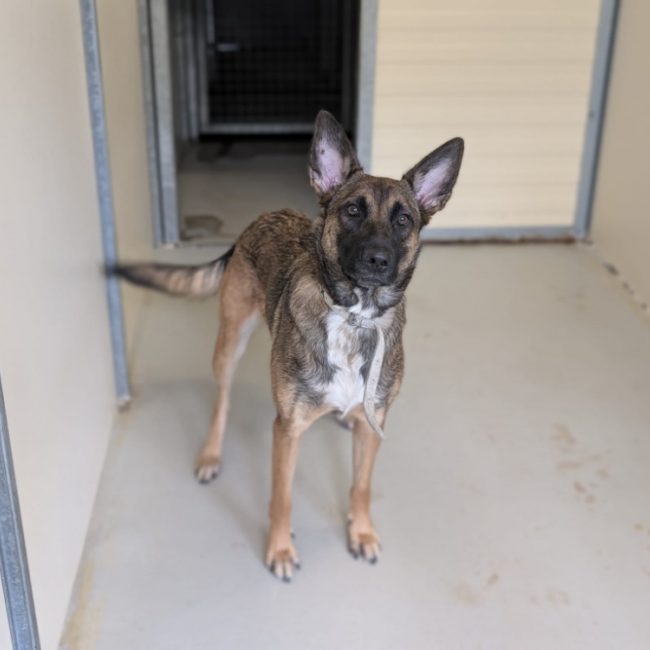 Cannelle - Chien Berger Belge Malinois à adopter