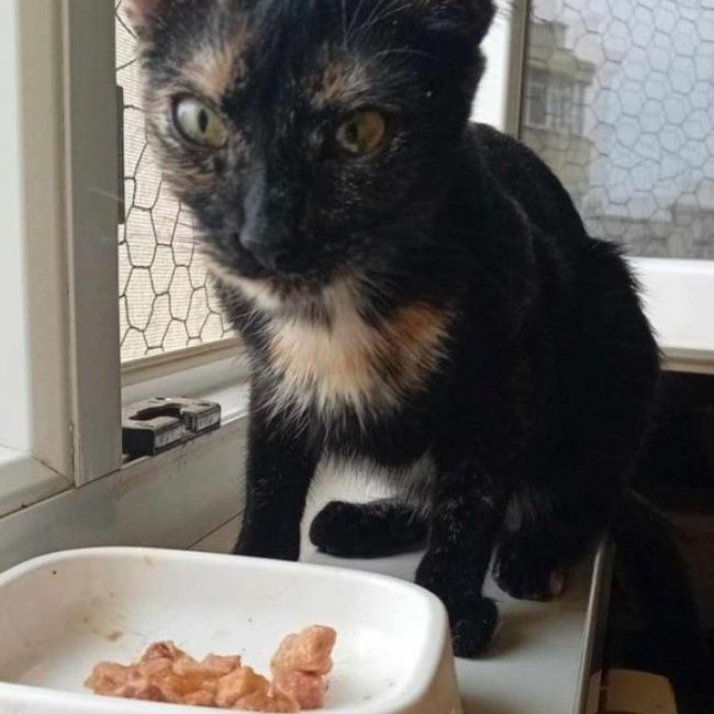 kaya - Chat à adopter