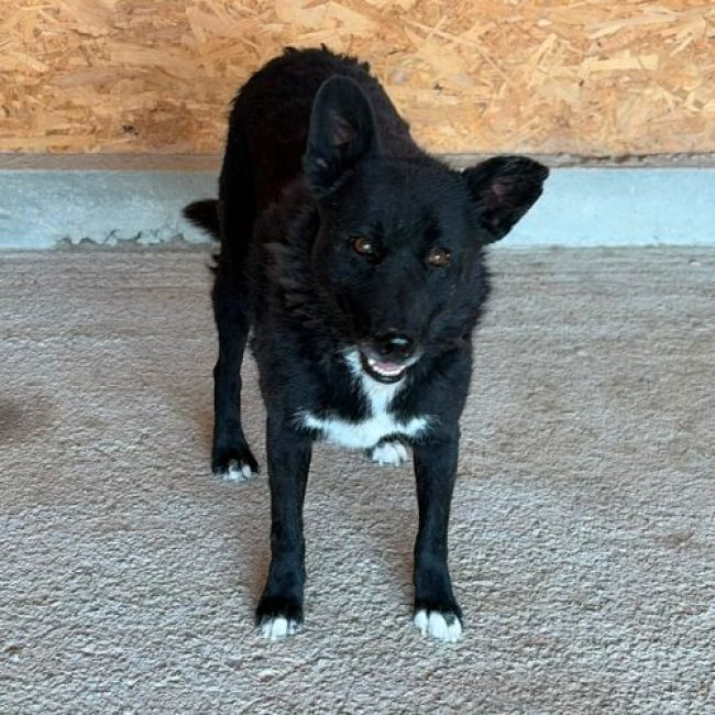 NAVA - Chien à adopter