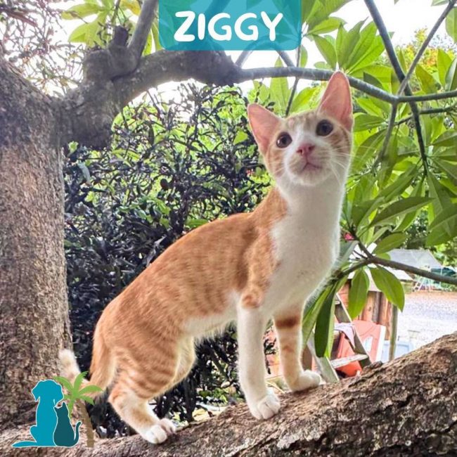 ZIGGY - Chat à adopter