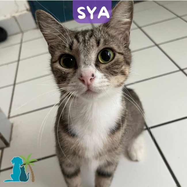 SYA - Chat Européen à adopter