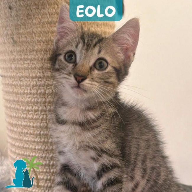 EOLO
