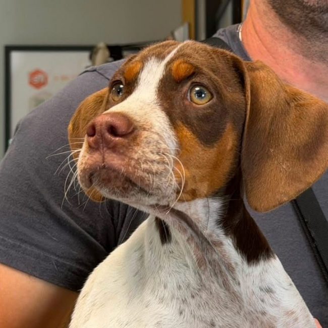 Choco - Chien à adopter