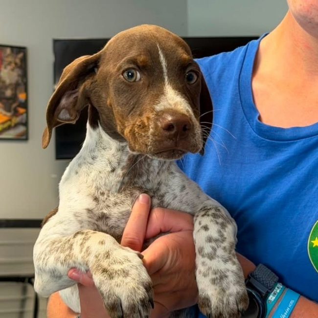 Charlot - Chien à adopter