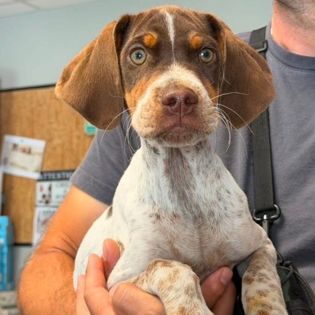 Chester - Chien à adopter
