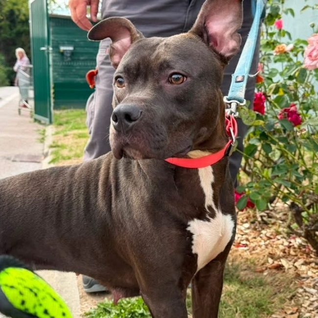 Roqya - Chien à adopter