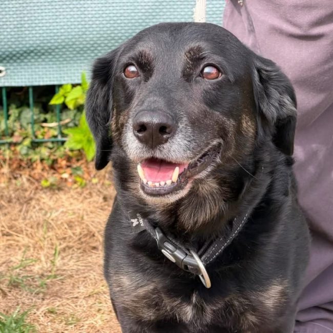 Jack - Chien à adopter