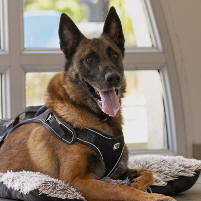 Oscar - Chien Berger Belge Malinois à adopter
