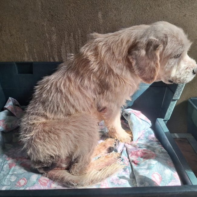Alfy - Chien à adopter