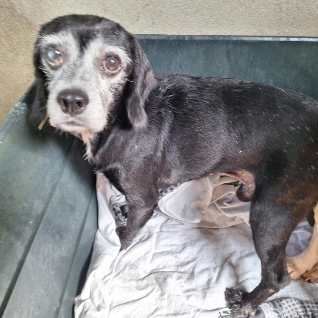 Cooper - Chien à adopter