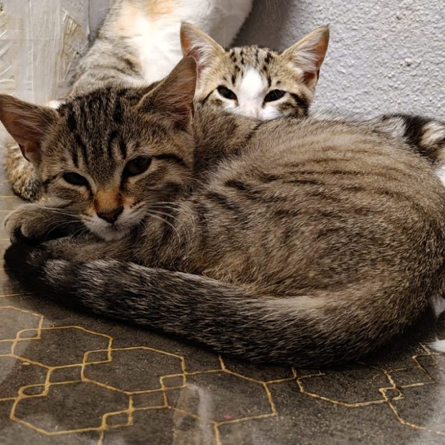Flit - Chat Européen à adopter