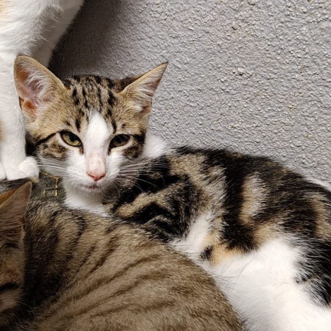 Meiko - Chat Européen à adopter