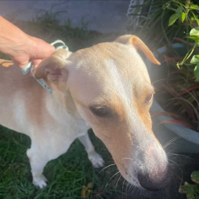 Diablo - Chien à adopter