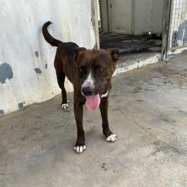 Ti- coeur - Chien à adopter