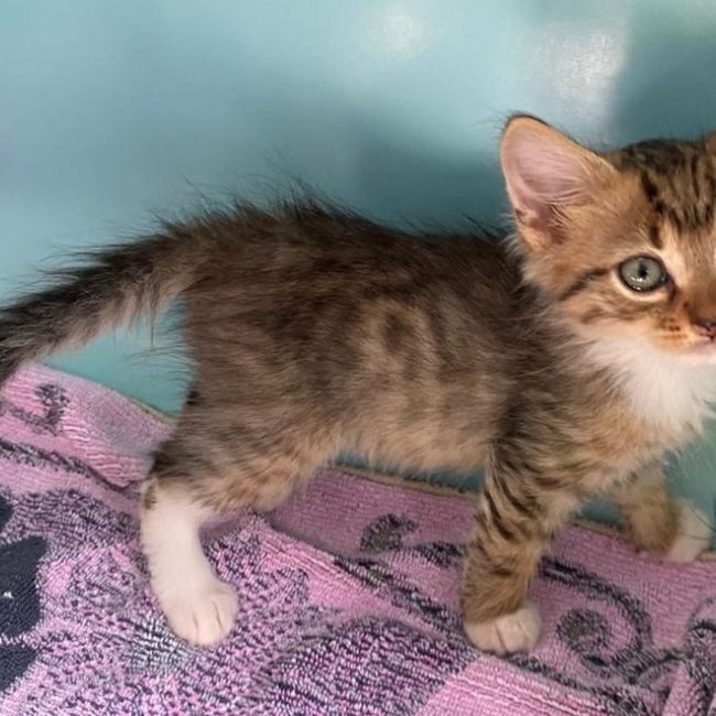 Umi - Chat Européen à adopter