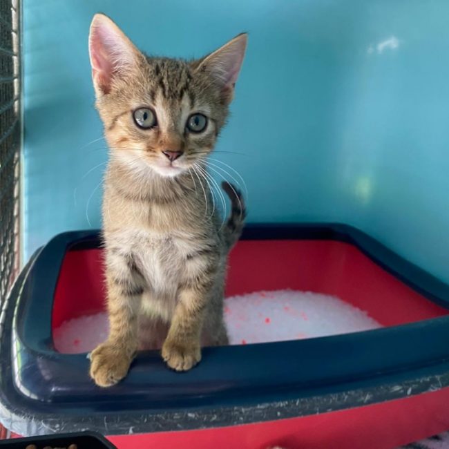 Uno - Chat Européen à adopter