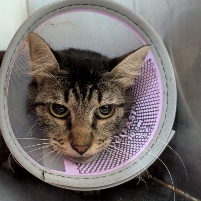 Bichette - Chat Européen à adopter