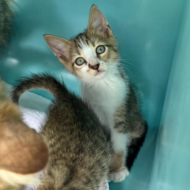 Ulys - Chat Européen à adopter