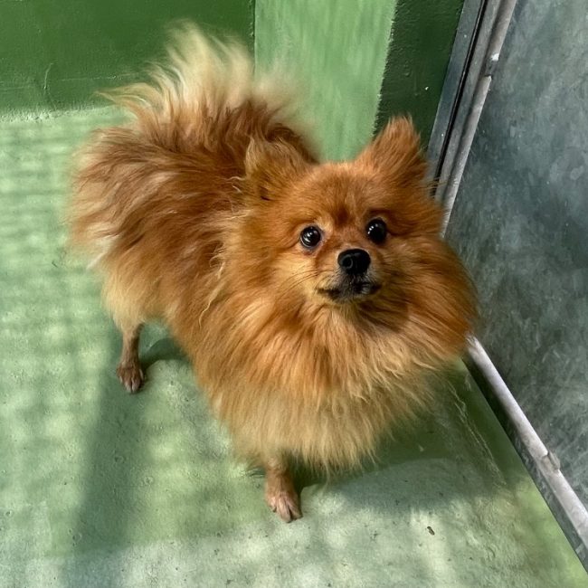 Bobi - Chien Spitz Allemand à adopter